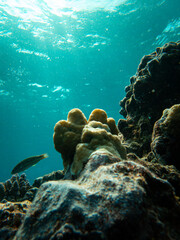 Wall Mural - Vertical shot of corals under the water