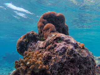 Sticker - Closeup of the corals. Beautiful underwater life.