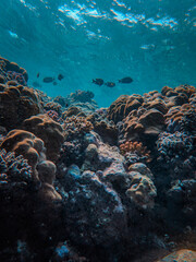 Sticker - Vertical shot of corals and fishes under the water