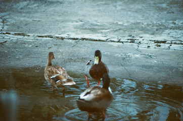 Poster - Closeup shot of a flock of ducks in a puddle