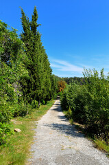 Wall Mural - vertical shot of an empty countryside road along with trees on daytime