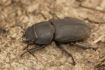 Wall Mural - Closeup of the lesser stag beetle, Dorcus parallelipipedus in Gard, France
