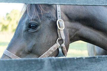 Canvas Print - Portrait of a horse looking through a wooden fence on the farmland