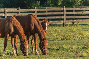 Sticker - Peaceful scenery of brown horses on the pasture on a sunny day