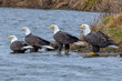 Flock of bald eagles on water