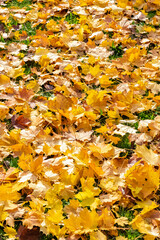 Wall Mural - yellow leaves in autumn