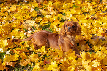 Poster - A cute puppy lying in the yellow leaves 