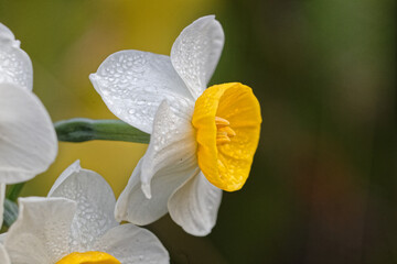 Sticker - Narcissus blooms sprinkled with water drops after therain