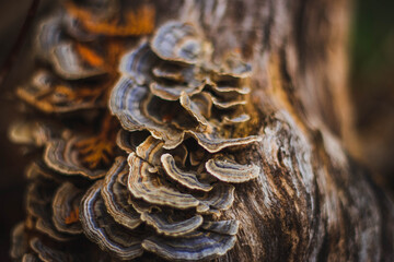 Sticker - Closeup shot of brown fungus growing on a tree trunk