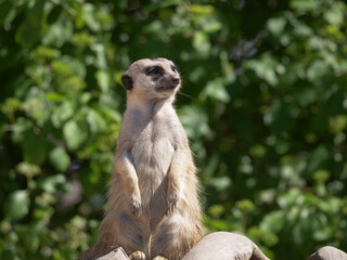 Poster - Beautiful shot of a meerkat on a blurred background