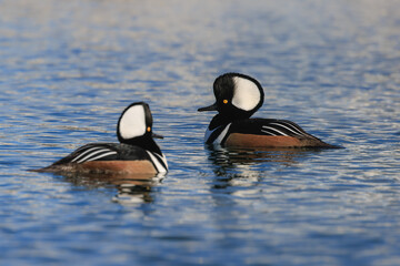 Tranquil scenery of hooded merganser water birds in a lake on a sunny day