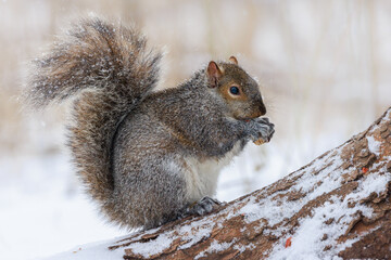 Wall Mural - Closeup shot of an adorable squirrel on the tree in winter