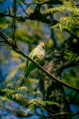 Poster - Closeup of a small parrot on a tree branch in a forest