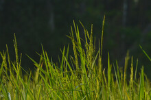 Selective Focus Shot Of Fresh Green Rice Field