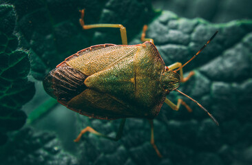 Sticker - Macro shot of a True bugs on a blue texture leaves with blurred background