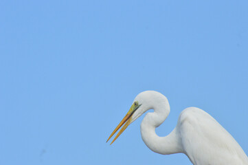 Poster - Great egret (Ardea alba) against the cloudless sky with copy space