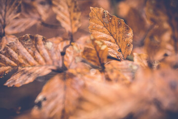 Wall Mural - Closeup of the autumn leaves. Selected focus.