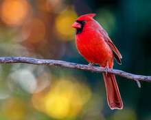 Selective Focus Shot Of A Northern Cardinal Bird Perched On A Branch