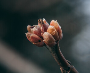 Poster - Close-up of a flower bud isolated on a blurry background