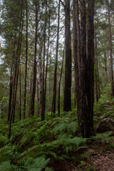 Wall Mural - Vertical shot of trees on a hillside in the forest