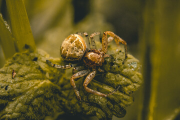 Sticker - Cross spider or European garden spider on a leaf