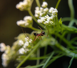 Canvas Print - Spider on a white flower in a forest