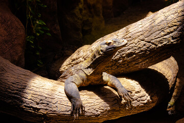 Canvas Print - Komodo Dragon sitting on a tree trunk