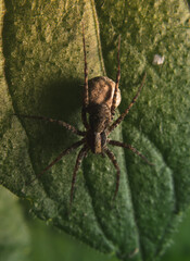 Poster - Wolf spider on a green leaf