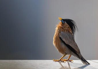 Sticker - Natural view of a brahminy starling against a gray background