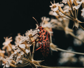 Sticker - Crucifer bug on flowers