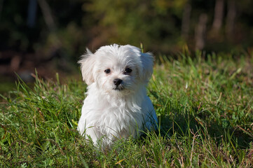 Wall Mural - Selective focus shot of a maltese sitting on the grass