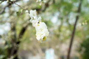 Poster - Beautiful view of Japanese cherry blossoms in the garden on a sunny day