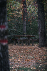 Poster - View of a wooden table in a forest with autumn trees