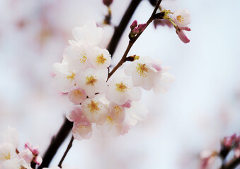 Poster - Beautiful view of Japanese cherry blossoms in the garden on a sunny day