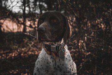 Poster - Adorable German Shorthaired Pointer in a forest