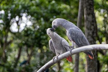 Wall Mural - Gray parrots sitting on a branch sharing food with a forest in the background