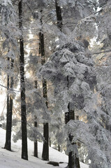 Wall Mural - Trees in a winter forest