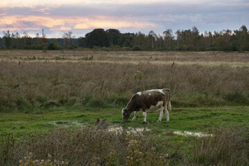 Poster - Brown and white cow grazing grass in a wet green field at sunset