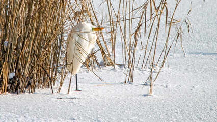 Sticker - Closeup of a white Egret standing in snow between cane branches