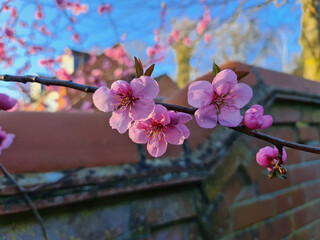 Sticker - Closeup shot of the pink cherry tree flowers branch in the garden