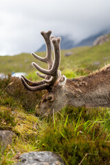 Canvas Print - Closeup of a deer in the mountain field