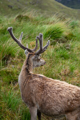 Canvas Print - Closeup of a deer in the mountain field