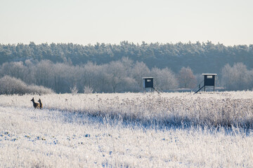 Wall Mural - Two deer in the snowy field