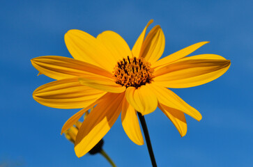 Sticker - Closeup of a Jerusalem artichoke flower under the sunlight and a blue sky