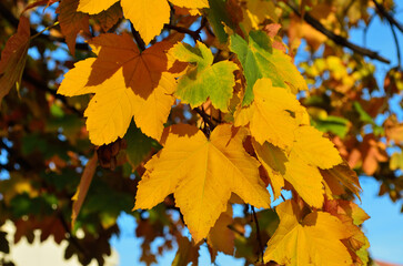 Wall Mural - closeup of autumn leaves on tree branches in a forest