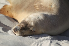Close-up Of A Cute Sleeping Earless Seal On The Sand On Kangaroo Island, Australia