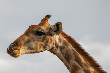 Wall Mural - Close-up of a giraffe against a blue sky on a sunny day at Etosha National Park in Namibia