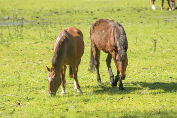 Wall Mural - Photo of horses grazing on the field , in Mar del Plata , Argentina