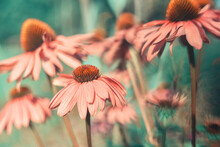 Close Up Shot Of Pink Coneflowers In A Field