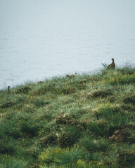 Sticker - Vertical shot of birds resting on the grass near the blue waters of a pure lake